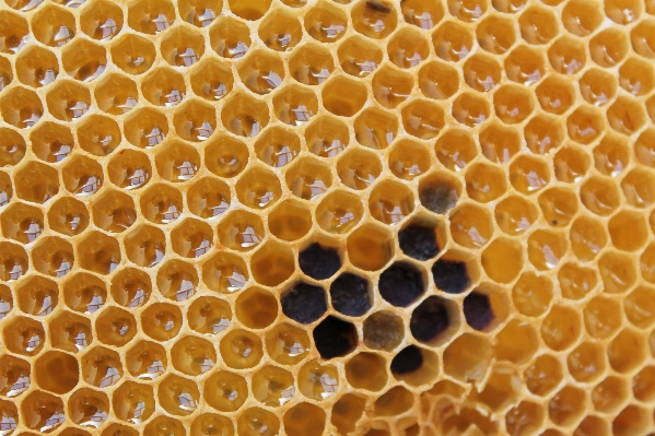 Sweet honey pattern pollen Photo