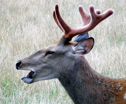 Zdjęcie Natura las zwierzę dzikiej przyrody