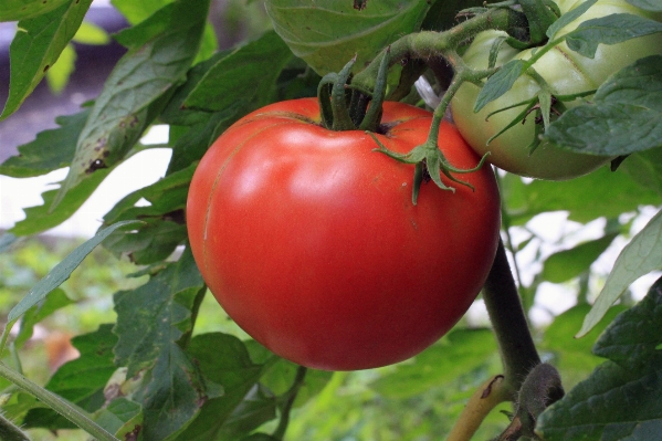 Plant farm fruit morning Photo