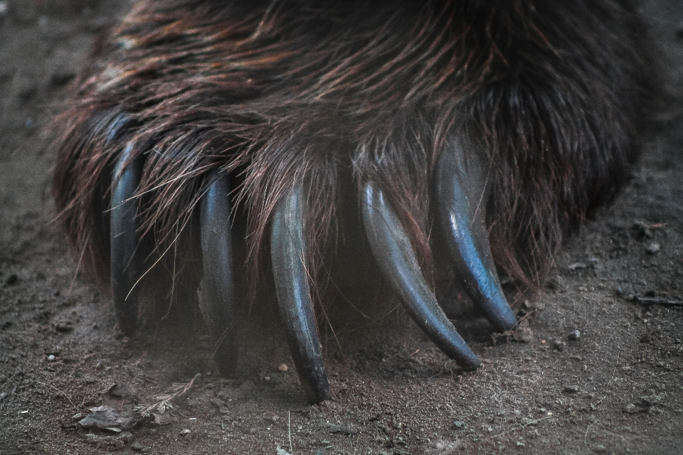 Natur sharp vogel tragen