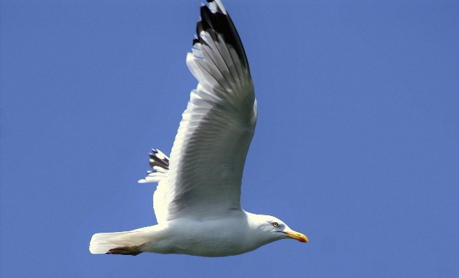 Sea nature bird wing Photo