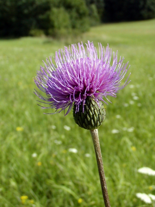 Grass plant field meadow