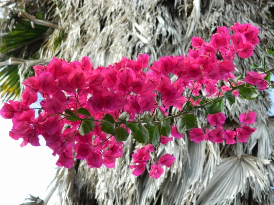 Nature blossom plant white Photo