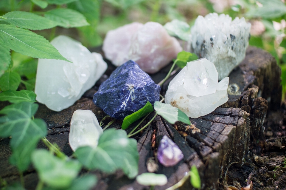 Rock 植物 葉 花