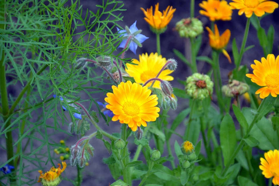 Nature plant field meadow