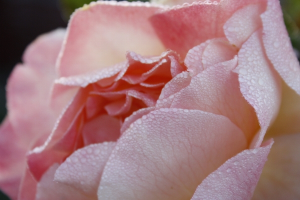 Nature blossom plant photography Photo