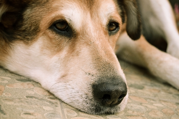 Foto Filhote de cachorro animal bicho estimação