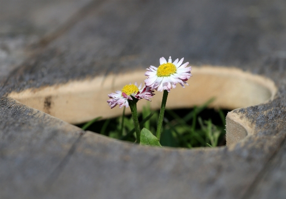 Nature grass blossom plant Photo