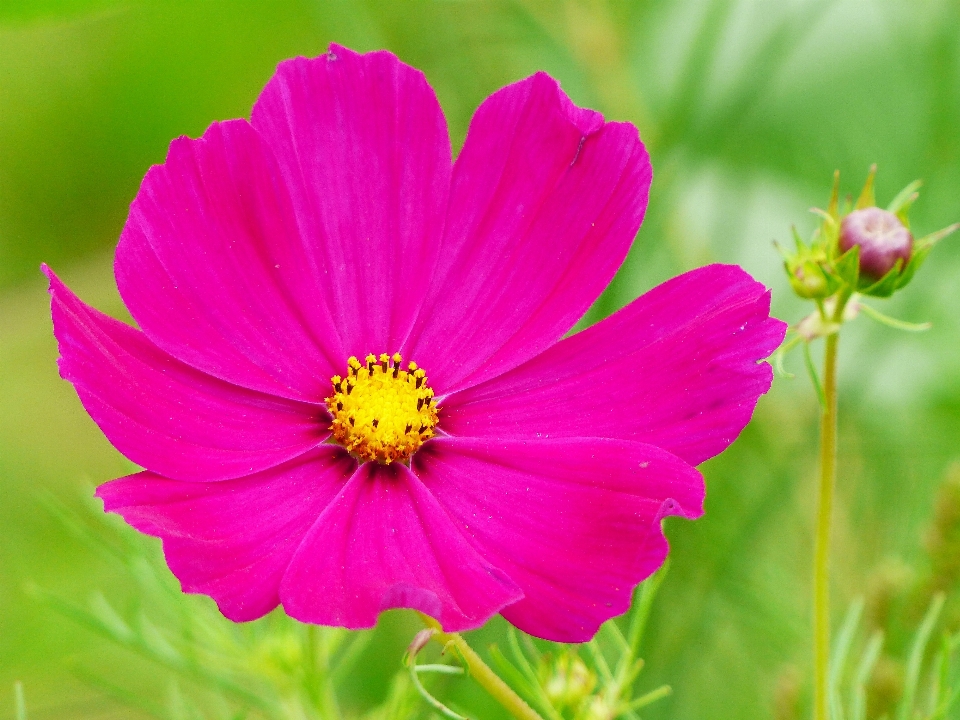 Blossom plant meadow cosmos