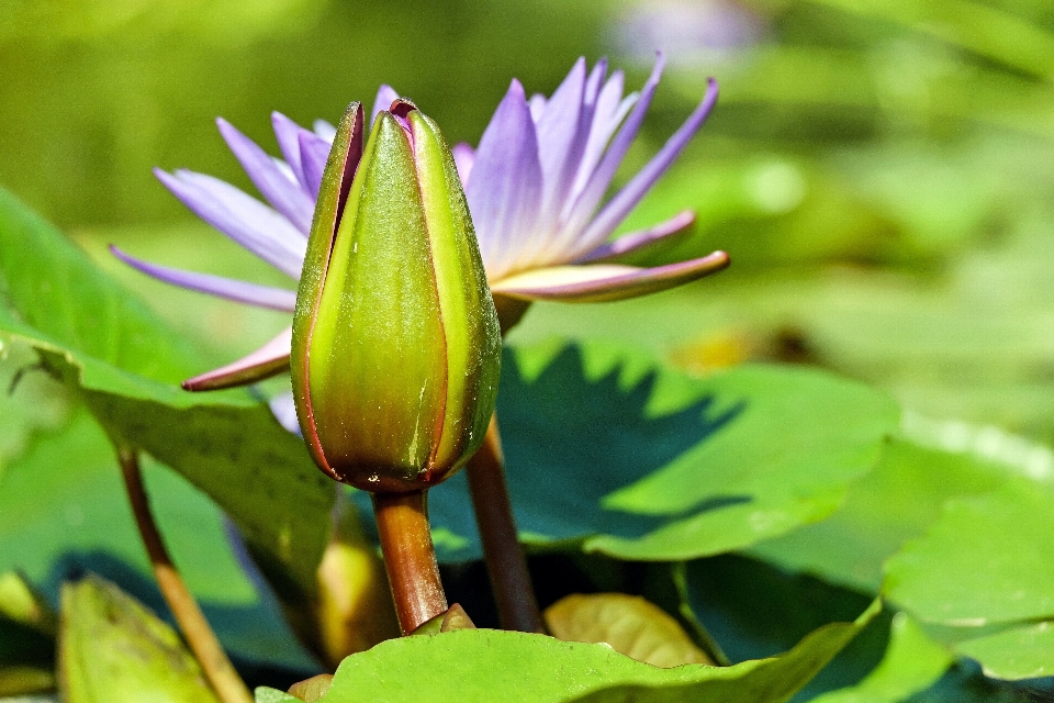 Natura fiore pianta foglia