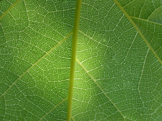 Tree branch plant sunlight Photo