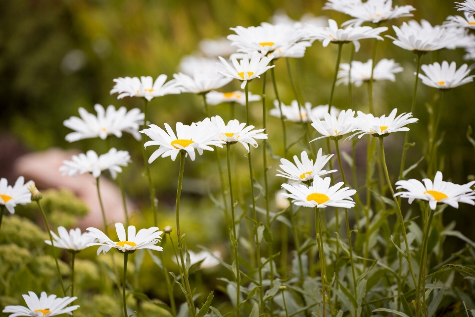 Nature grass blossom plant