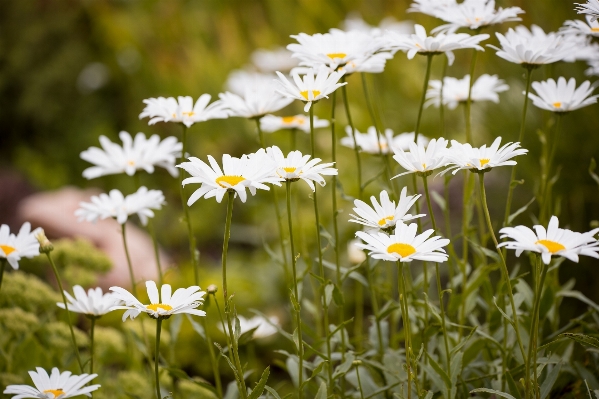 Nature grass blossom plant Photo