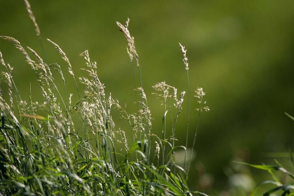 Water nature grass branch