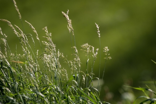 Water nature grass branch Photo