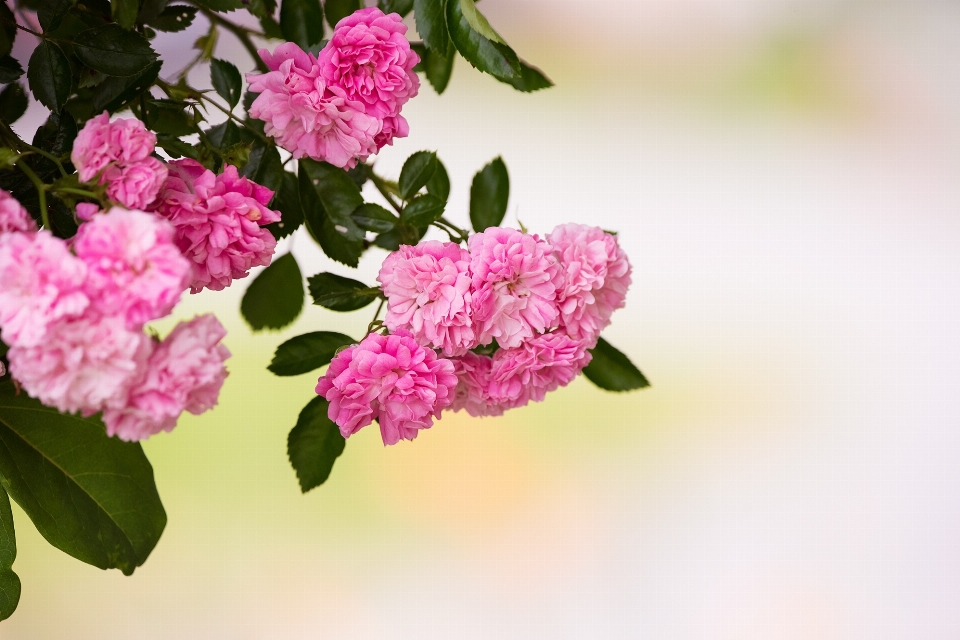 Nature branch blossom plant