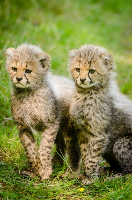 Natureza bonitinho animais selvagens selvagem