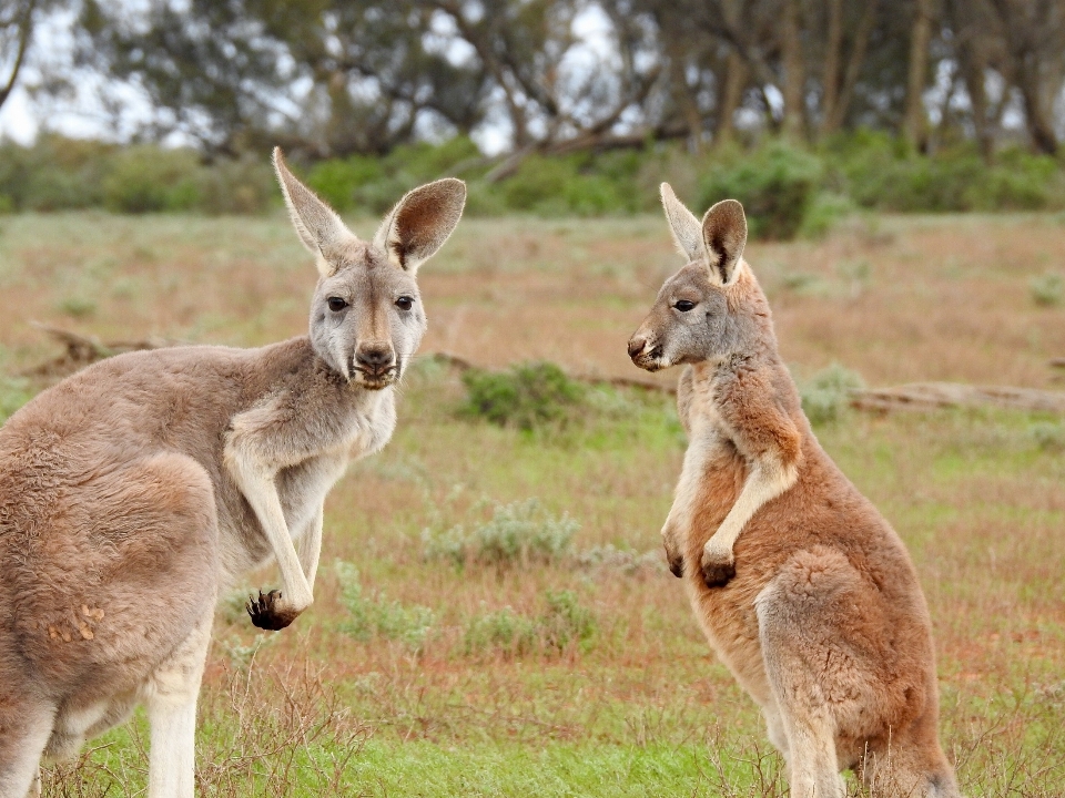 Natureza olhando animais selvagens de pé