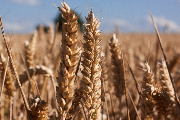 Nature plant field wheat Photo