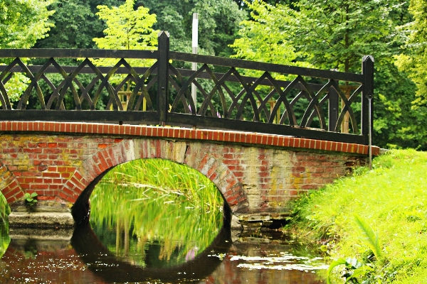 Foto Albero acqua erba ponte