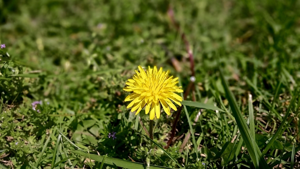 Nature grass blossom plant