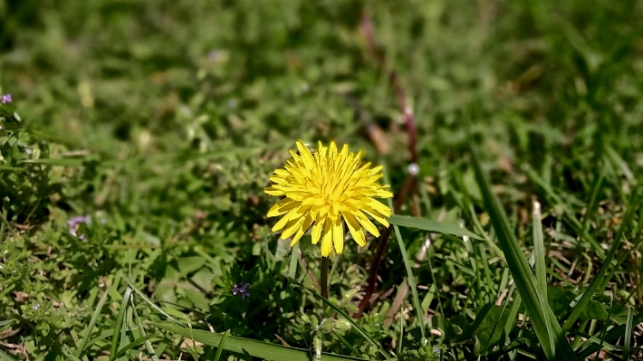 Nature grass blossom plant Photo