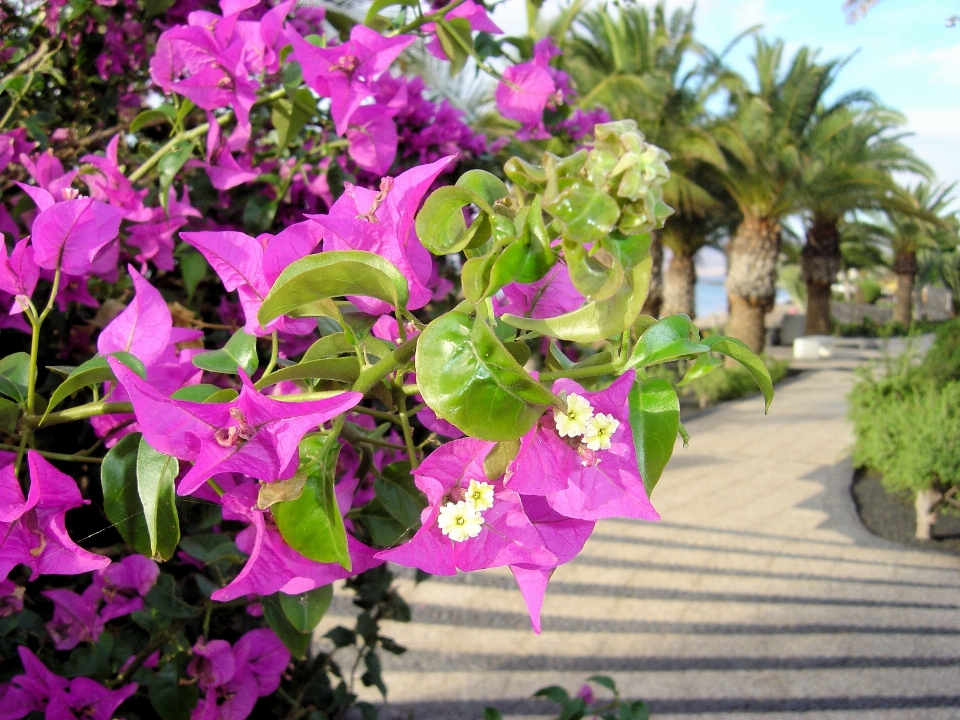 Usine fleur botanique
 jardin