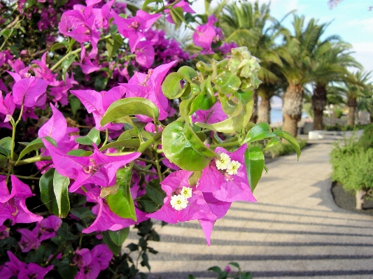 植物 花 植物学
 公園 写真