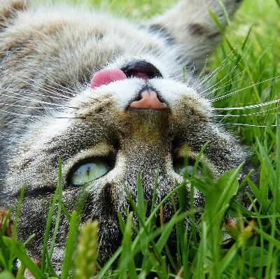 Grass flower wildlife cat Photo