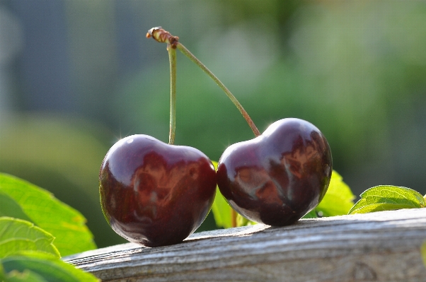 Nature branch plant fruit Photo