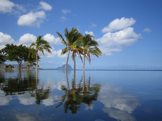 Beach sea coast tree Photo