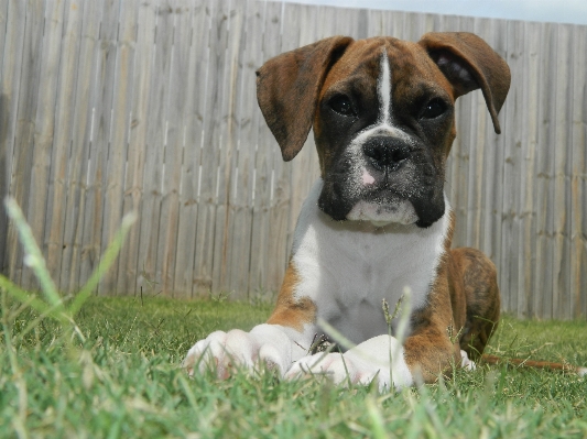 Nature white sweet puppy Photo