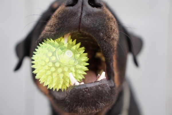 Flower dog closeup toy Photo