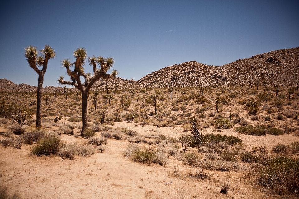 Landschaft baum natur rock