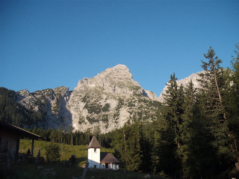 Baum natur wildnis
 gehen