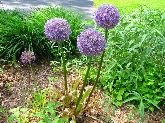 Blossom plant flower purple Photo