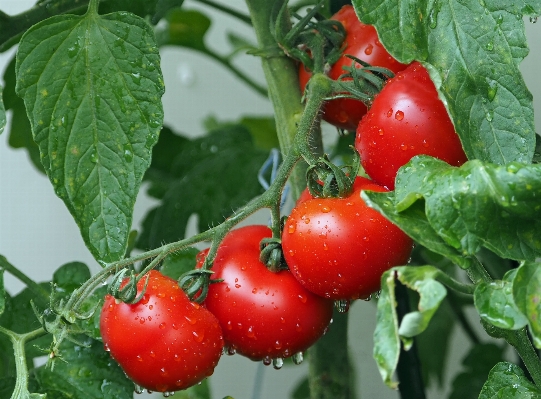 Water nature plant fruit Photo