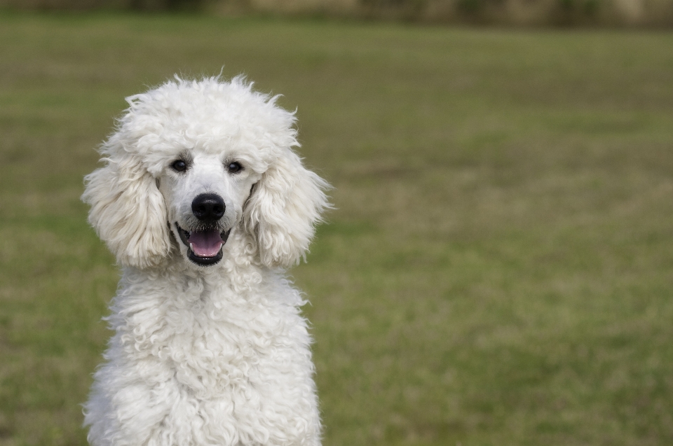 Blanco perro mamífero caniche