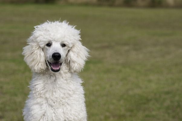 White dog mammal poodle Photo