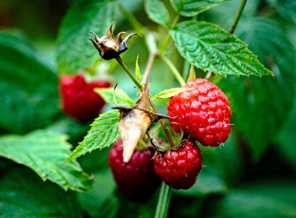 Planta fruta baya hoja