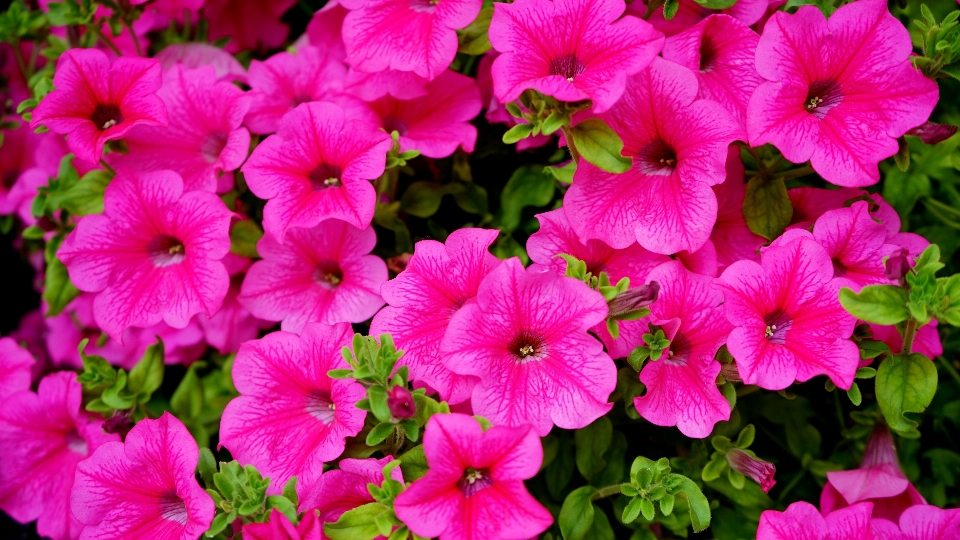 Nature blossom light plant