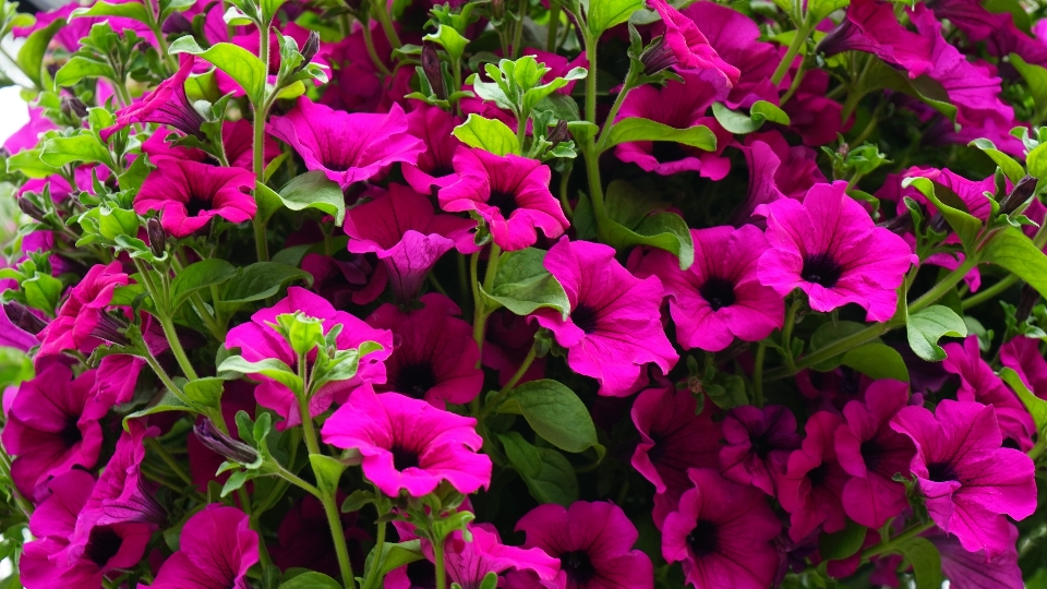 Nature blossom growth plant