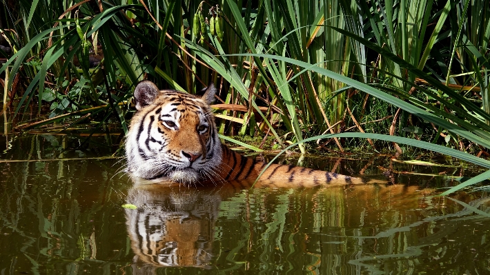 野生動物 動物園 密林 猫 写真