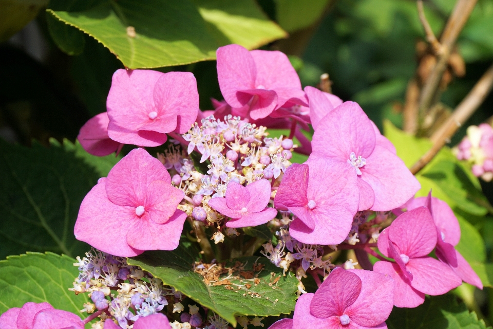 Naturaleza florecer planta flor