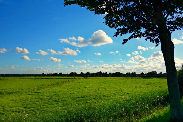 Landscape tree nature grass Photo