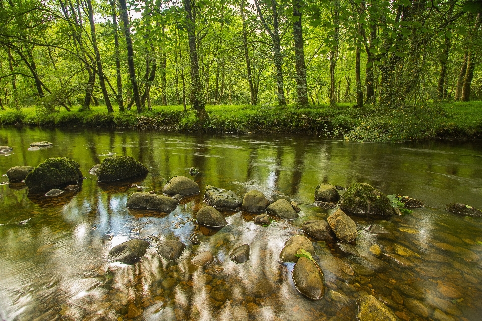 Tree water nature forest