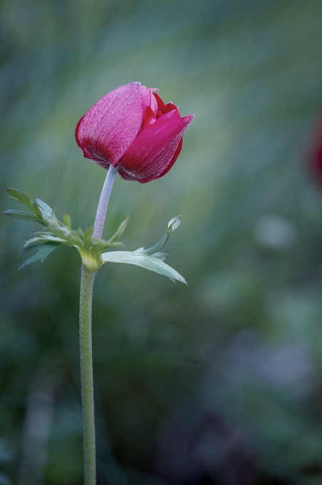 Natur blüte anlage fotografie