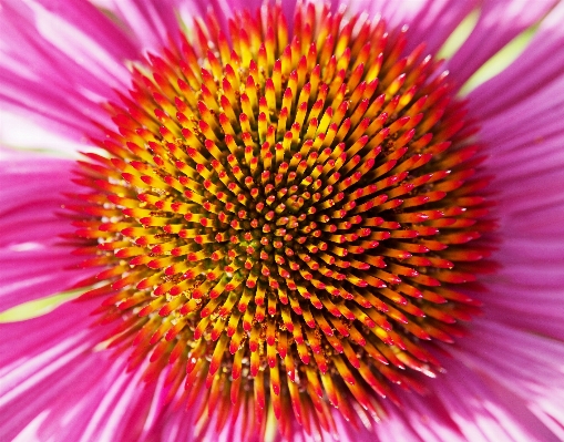 Plant flower purple petal Photo