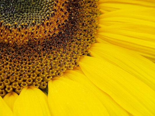 Nature blossom plant sun Photo