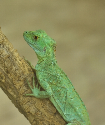 Nature animal wildlife zoo Photo